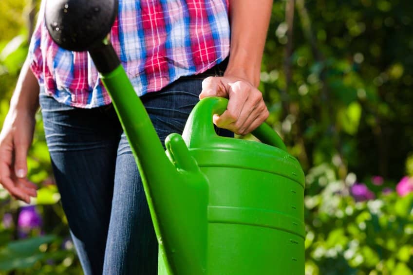 4 astuces pour optimiser l’arrosage des plantes de son jardin